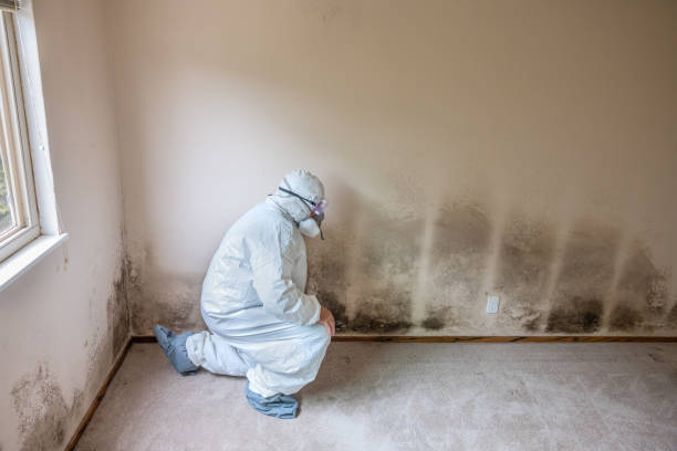 Why You Should Choose Our Mold Remediation Services in Lockhart, FL